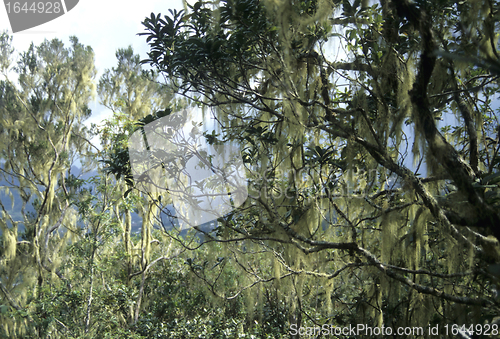 Image of Tropical forest in La Reunion with Beard Lichen (Usnea)