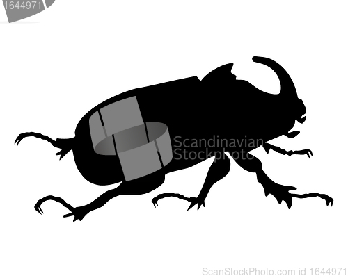 Image of Rhinoceros beetle