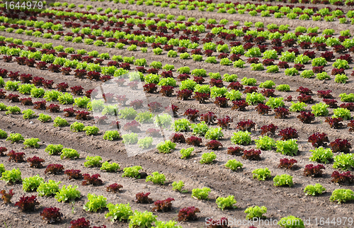 Image of Lettuce field