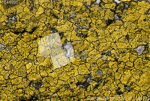 Image of Lichen background