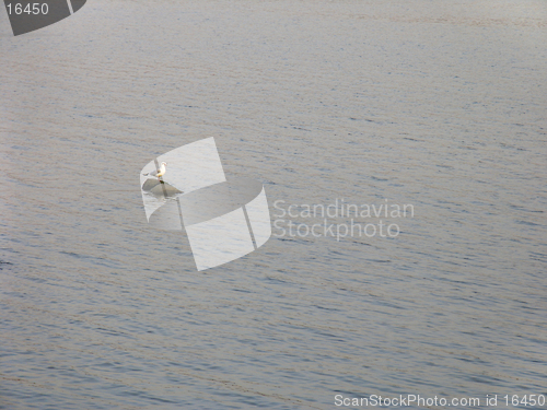 Image of Gull