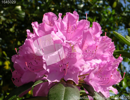 Image of Rhododendron flower