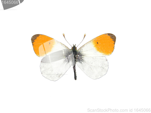 Image of Orange tip (Anthocharis cardamines)