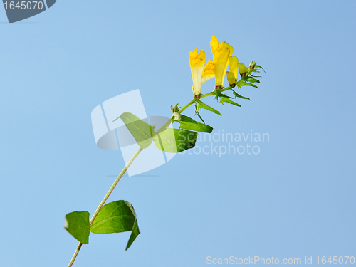 Image of Common Cow-wheat (Melampyrum pratense)