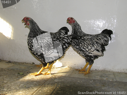 Image of Hens