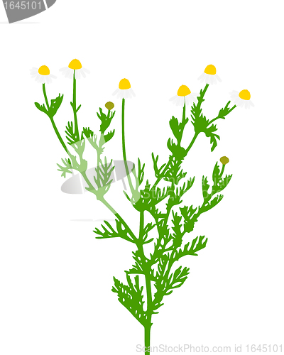 Image of Chamomile