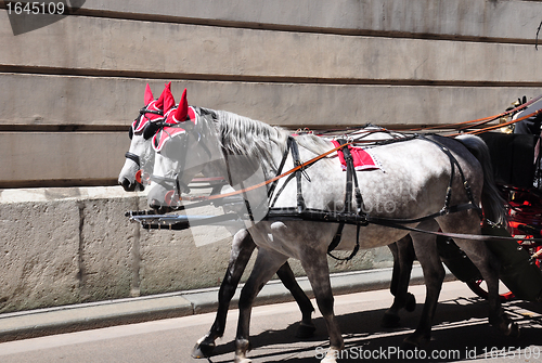 Image of Fiaker in Vienna