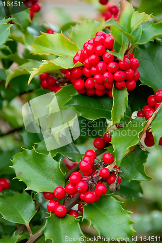 Image of Yuletide Holly Berries