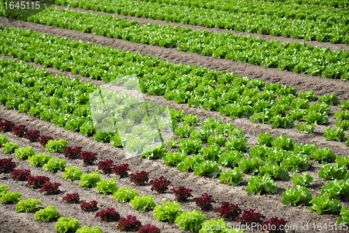 Image of Lettuce field