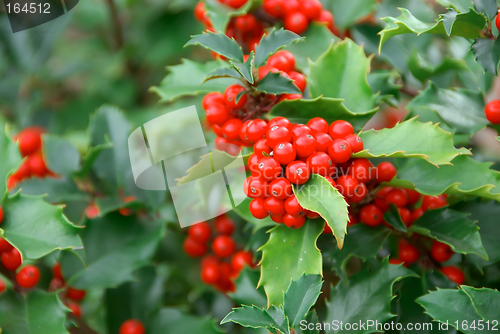 Image of Yuletide Holly Berries