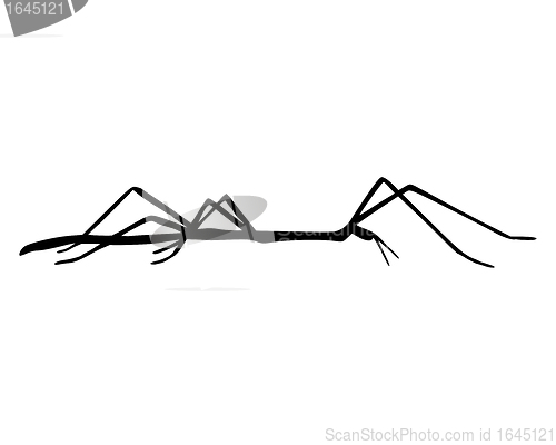 Image of Stick insect