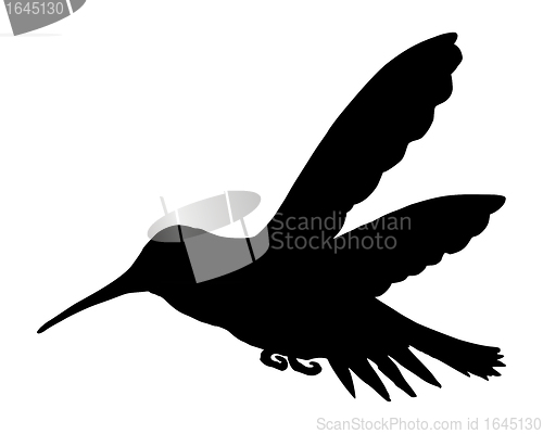 Image of Hummingbird