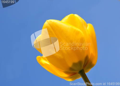 Image of Yellow tulip