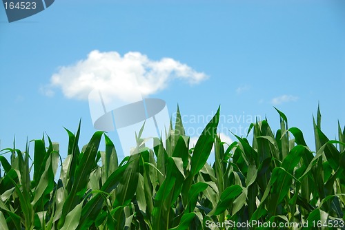 Image of Corn and Sky