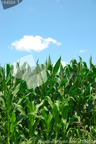 Image of Corn Plants Sky