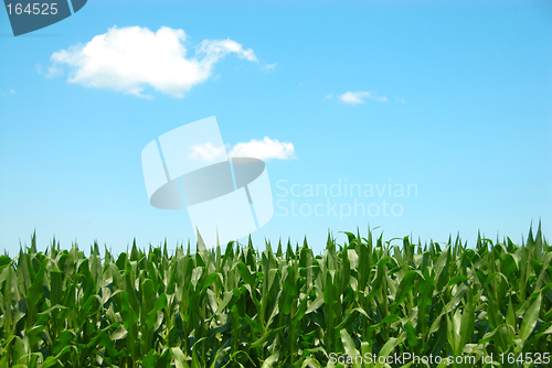 Image of Corn Sky Clouds