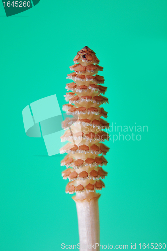 Image of Horsetail flower (Equisetum)