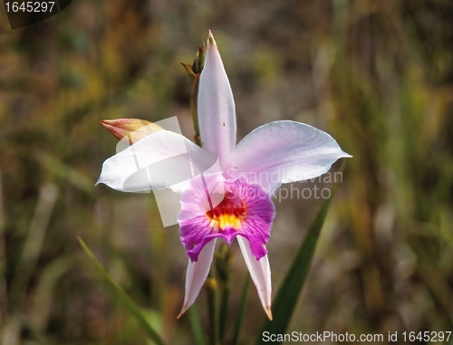 Image of Tropical orchid in Malaysia