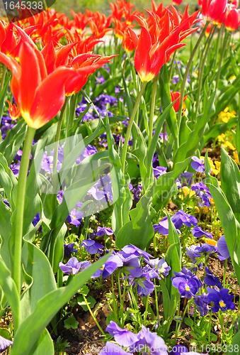 Image of Flower bed