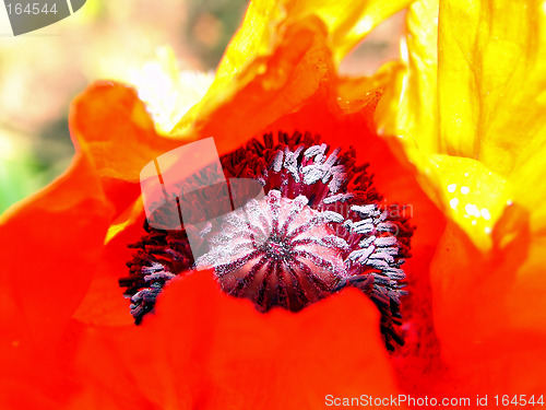 Image of the flower