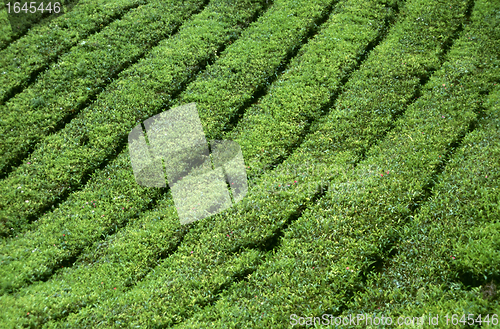 Image of Tea plantation in the Cameron Highlands in Malaysia