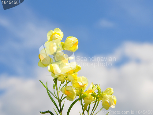 Image of Common Toadflax (Linaria vulgaris)