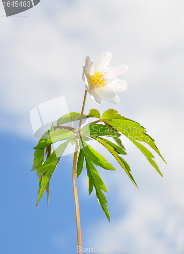 Image of Wood anemone