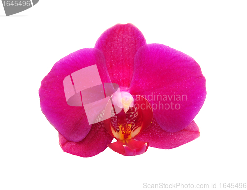 Image of Orchid flower