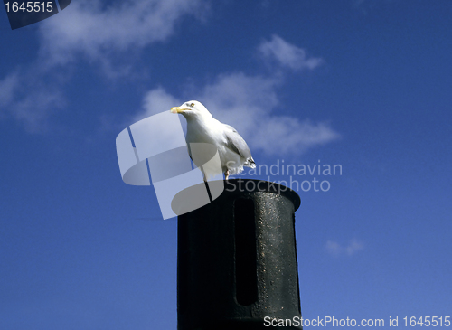 Image of Sea gull