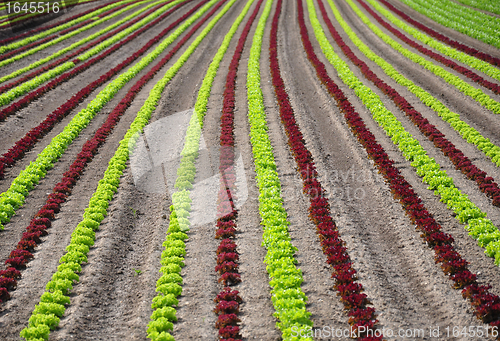 Image of Lettuce field