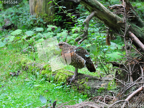 Image of Young Capercaillie (Tetrao urogallus)