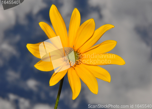 Image of Small sunflower