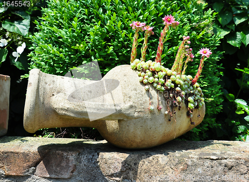 Image of Houseleek flowers (Sempervivum) in flagon