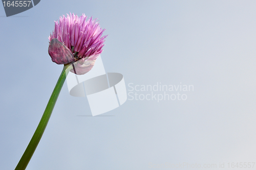 Image of Onion flower