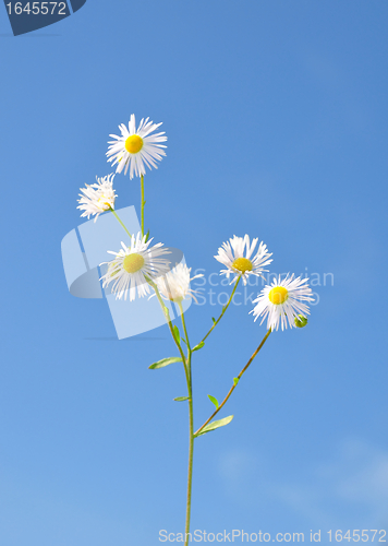 Image of Annual fleabane (Erigeron annuus)