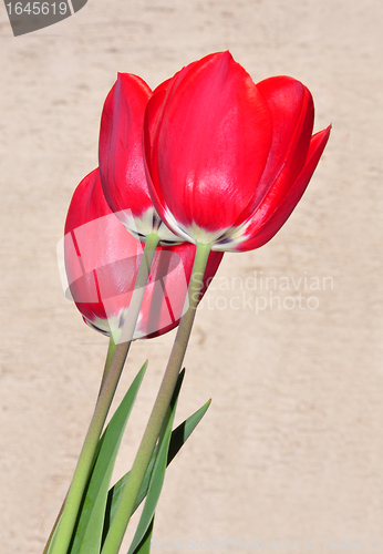 Image of Red tulips