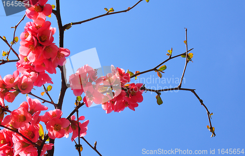 Image of Chinese quince flowers (Chaenomeles speciosa)