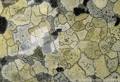 Image of Lichen background