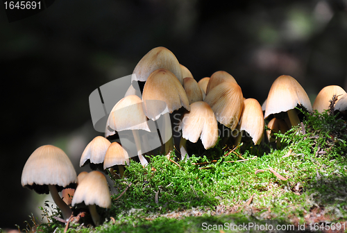 Image of Forest mushrooms