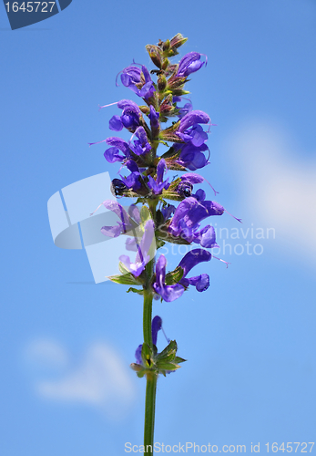 Image of Meadow sage (Salvia pratensis)