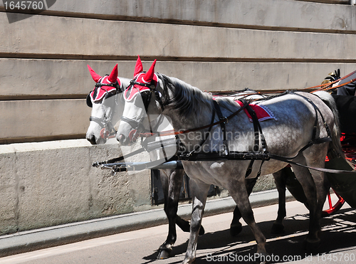 Image of Fiaker in Vienna