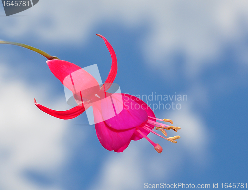 Image of Fuchsia flower