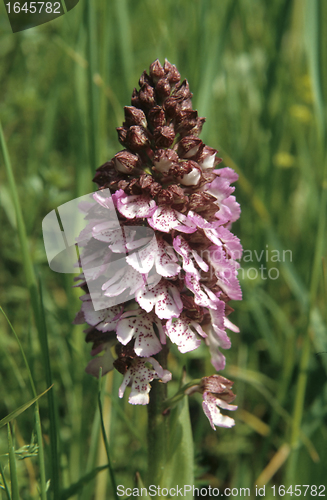 Image of Orchis flower