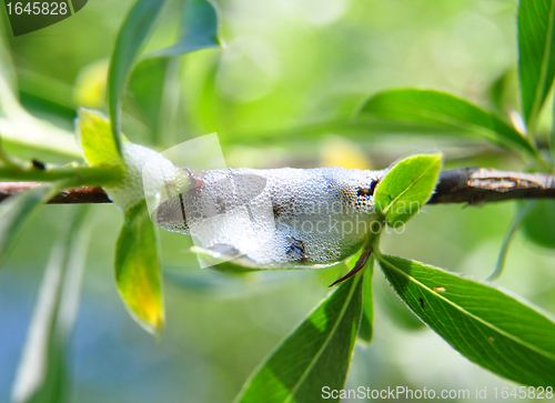 Image of Spittlebugs