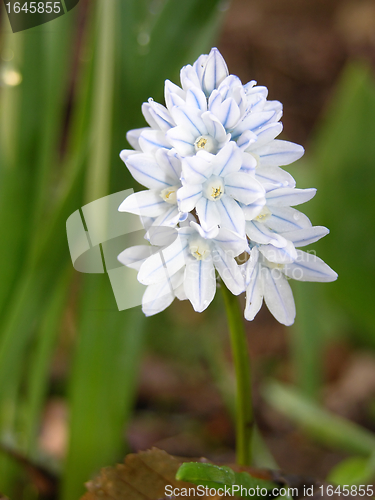 Image of Flower of the garden plant Puschkinia