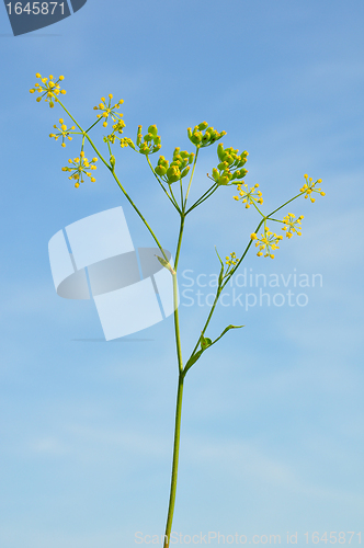 Image of Parsnip (Pastinaca sativa)