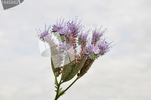 Image of Phacelia, Scorpionweed (Phacelia tanacetifolia)