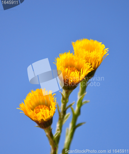 Image of Coltsfoot (Tussilago farfara)