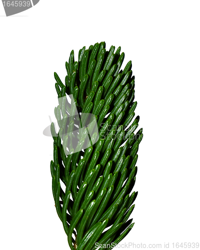 Image of Spruce twig