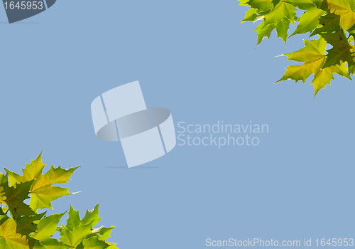 Image of Background with sycamore leaves